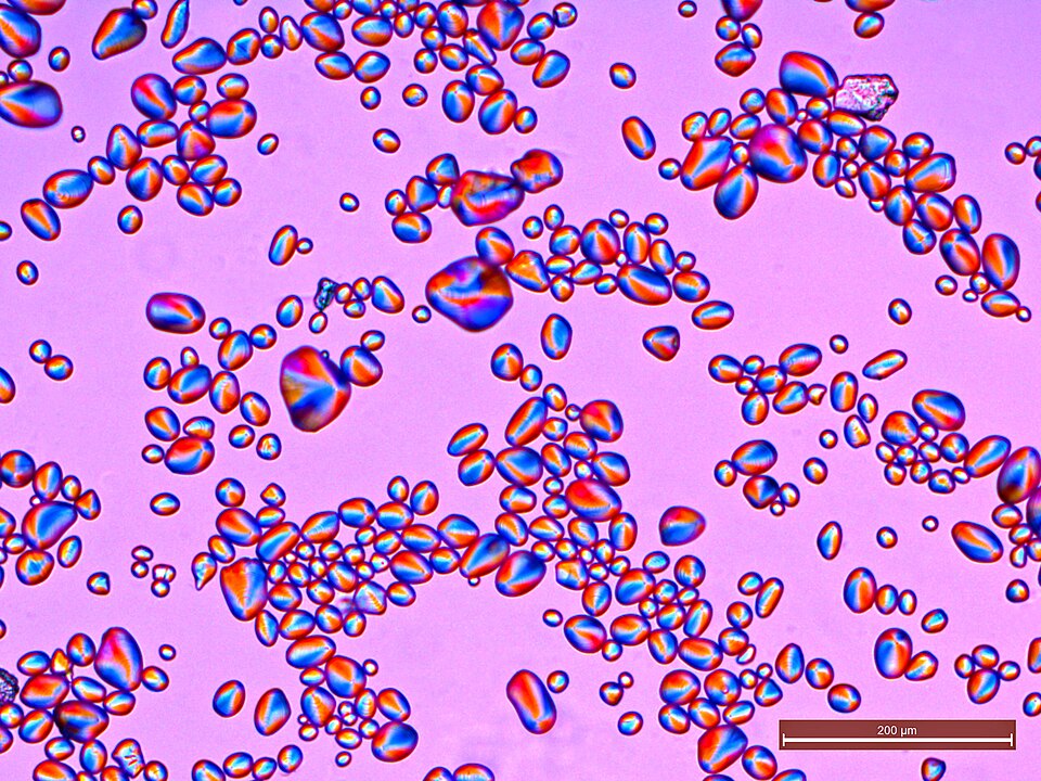 Fayl:Potato Starch Polarized light 100x.jpg