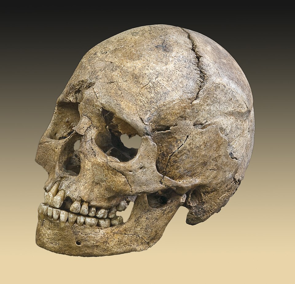Fayl:Téviec Crane Profil Droit II.jpg