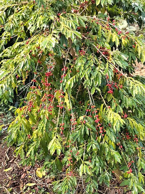 Fayl:咖啡樹-草坪頭 Coffea 20220203134728.jpg