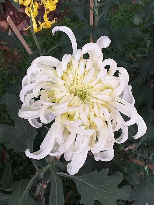 Fayl:菊花 20190925192310 01.jpg