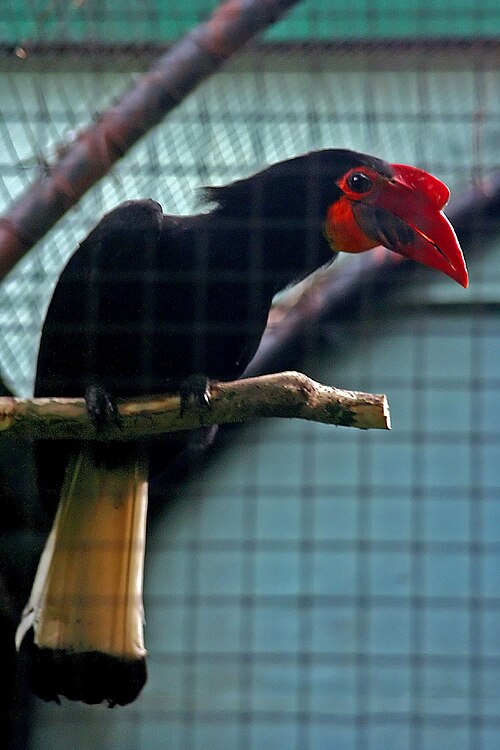 Fayl:Aceros Leucocepalus.jpg