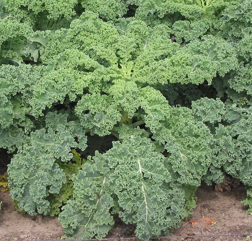 Fayl:Boerenkool.jpg