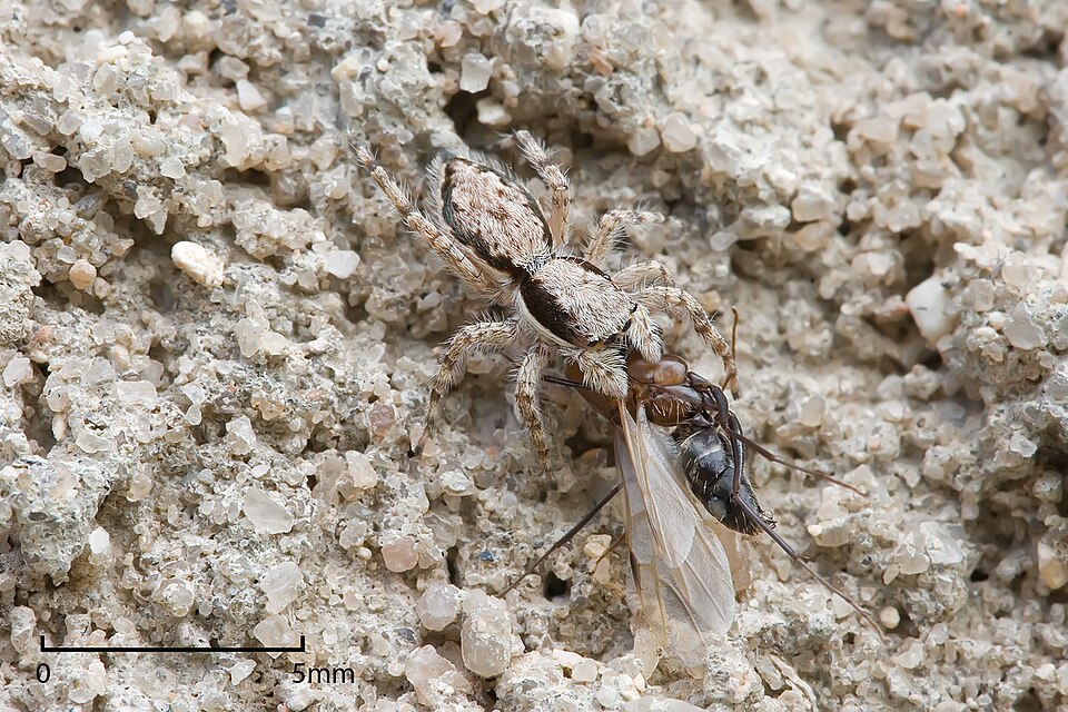Fayl:Jumping spider with prey.jpg