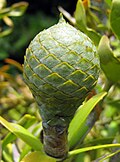 Agathis australis konusi