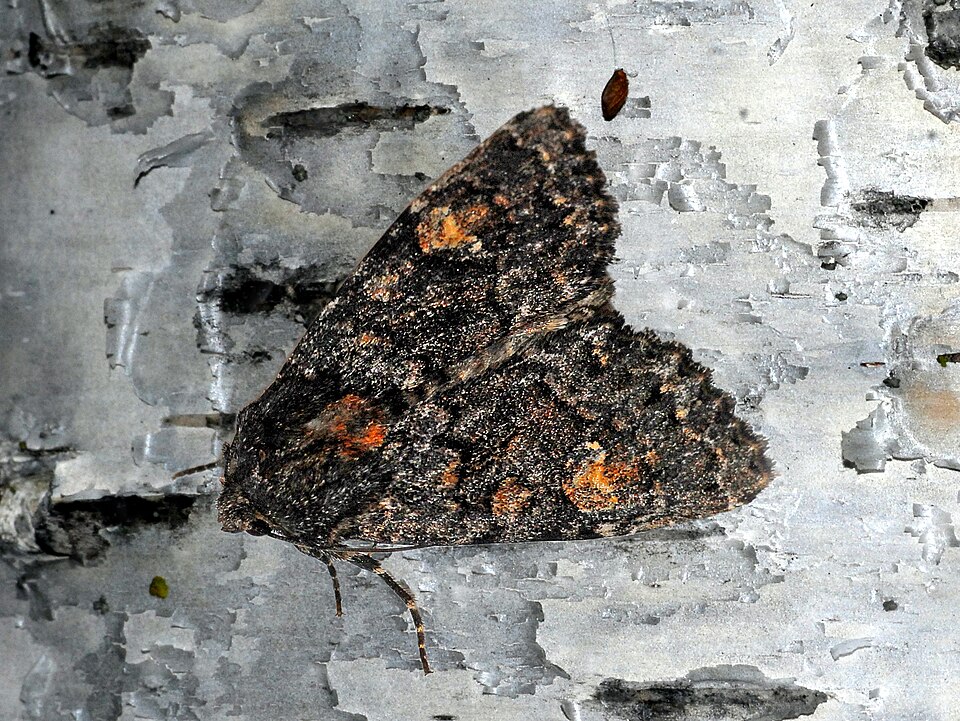 Fayl:Noctuidae - Apamea rubrirena.JPG