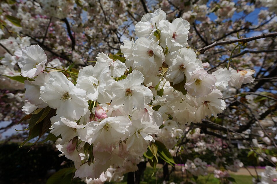 Fayl:Prunus 'Eigenji' エイゲンジ 1.jpg