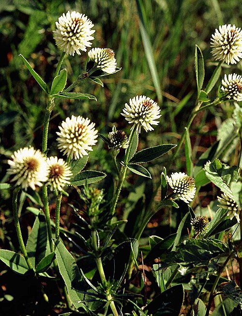 Fayl:Trifolium montanum eF.jpg