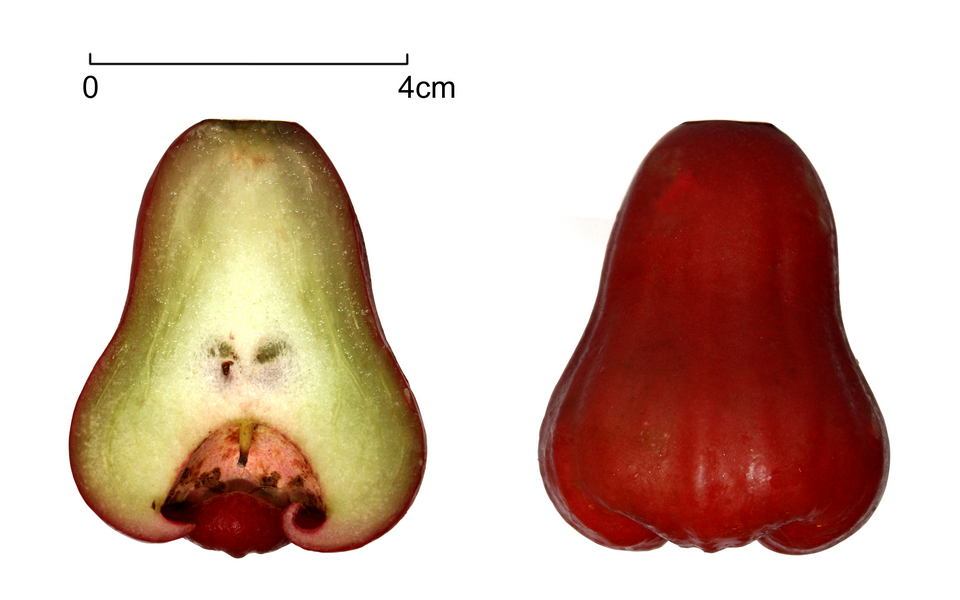Fayl:Wax apple.png