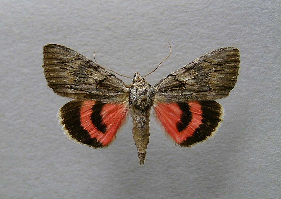 Fayl:Catocala optata.jpg