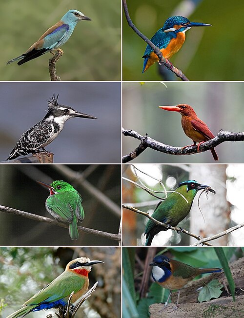 Fayl:Coraciiformes collage.jpg