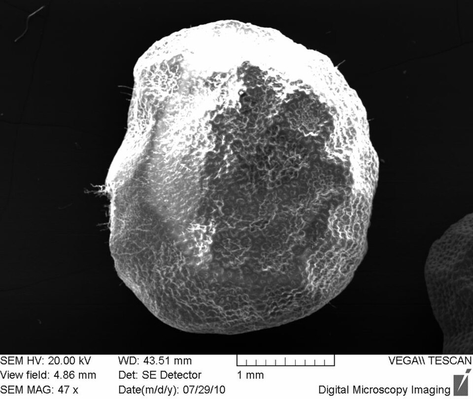 Fayl:Datura stramonium seed - 20100729.jpg