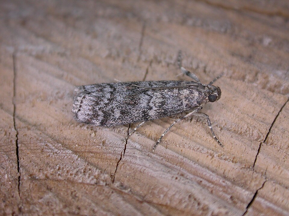 Fayl:Dioryctria simplicella.jpg