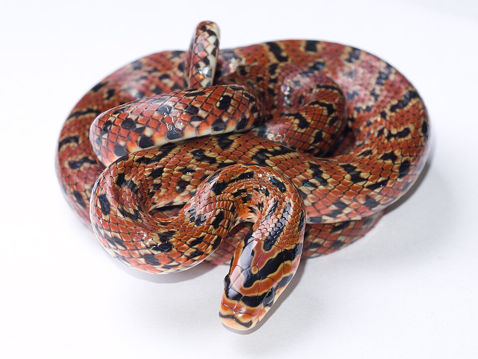 Fayl:Euprepiophis conspicillata-20191124-P1090771.jpg