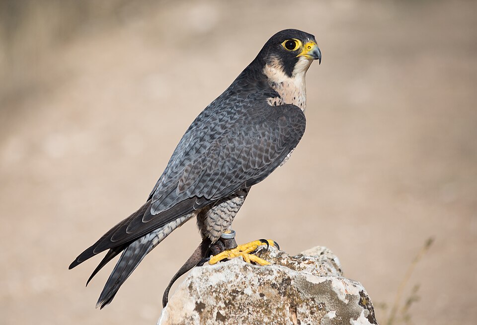 Fayl:Falco peregrinus - 01.jpg