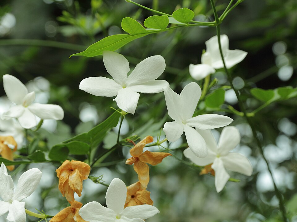 Fayl:Jasminum officinale-IMG 4557.jpg