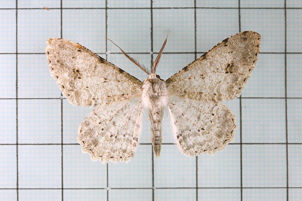 Fayl:Lassaba parvalbidaria.jpg