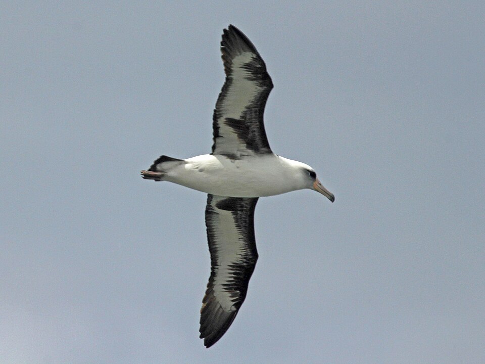 Fayl:Laysan Albatross RWD4a.jpg