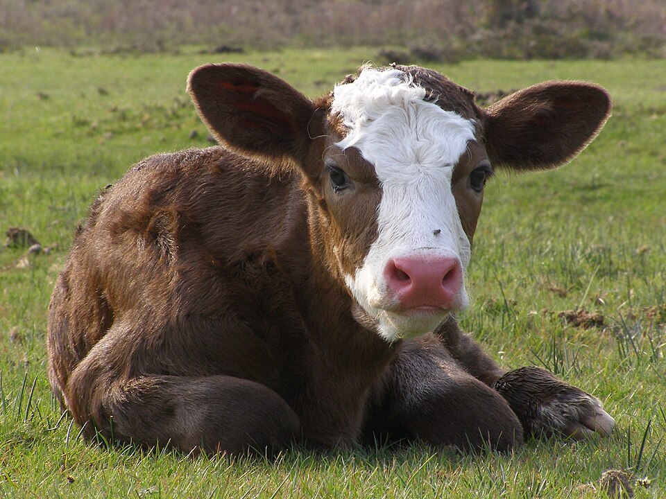 Fayl:New Forest calf.jpg