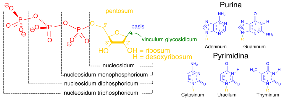 Fayl:Nucleotides 1 la.svg