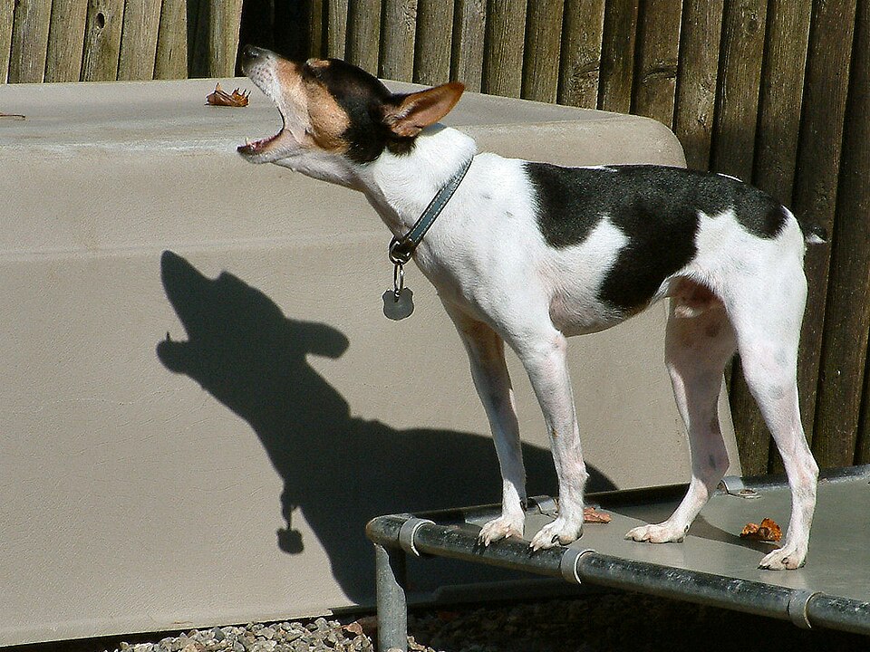 Fayl:Rat Terrier bark.jpg