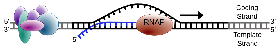 Fayl:Simple transcription elongation1.svg