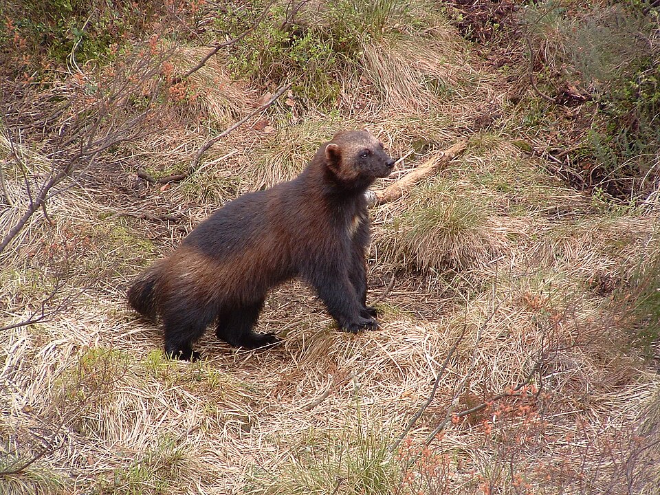 Fayl:Wolverine, Kristiansand Zoo.jpg