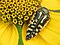 Acmaeodera