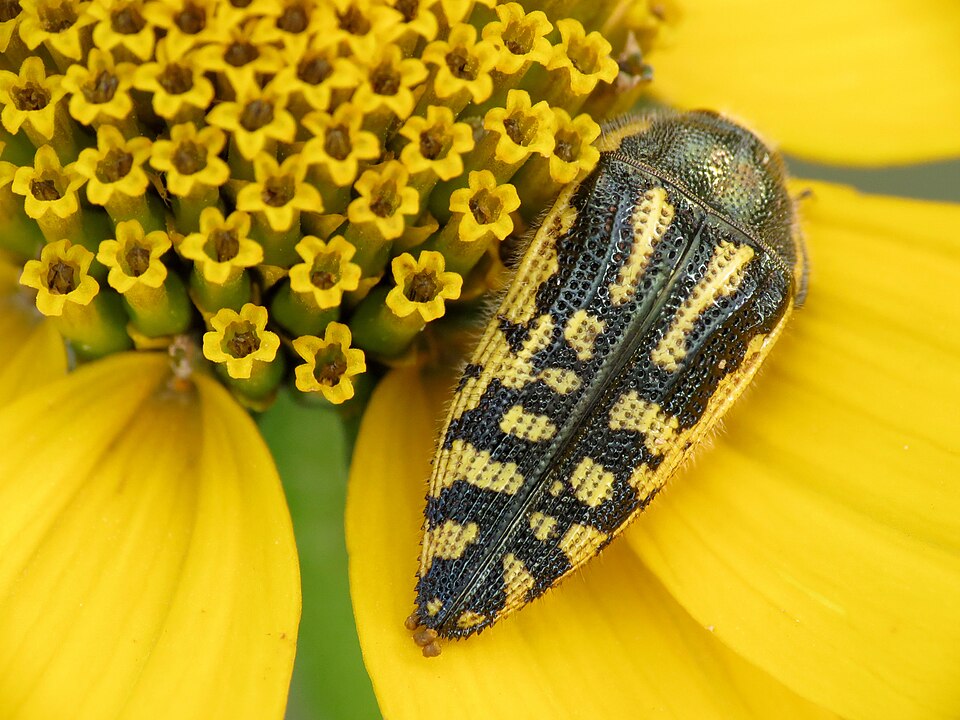 Fayl:Yellow-marked Buprestid.jpg