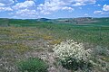 Crambe tatarica (oq gul) bilan Onadoʻli dashtining qolgan qismi.