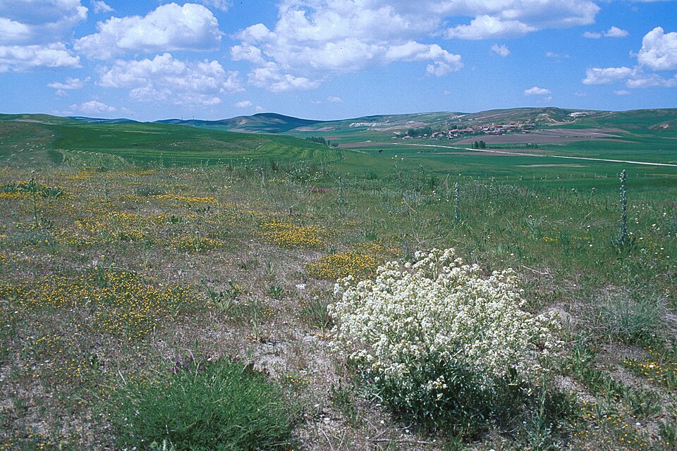 Fayl:Anatolischer Steppenrest mit Crambe tatarica.jpg