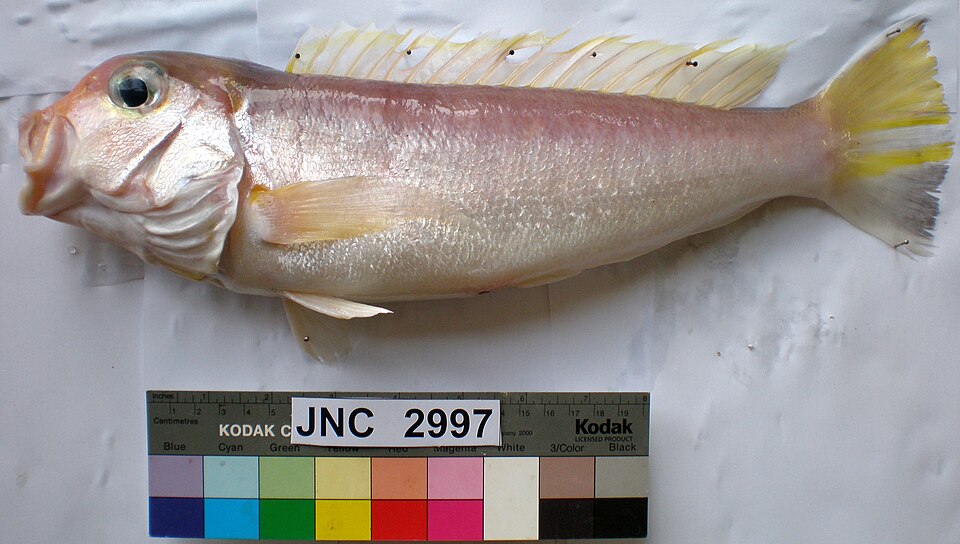 Fayl:Branchiostegus wardi JNC2997 Body.JPG