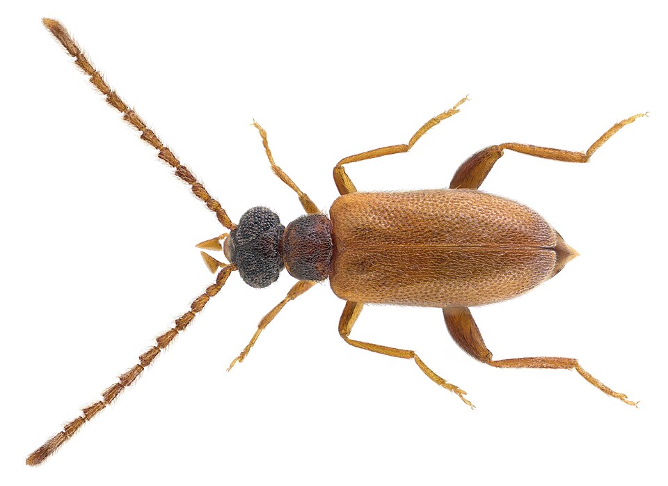 Fayl:Euglenes oculatus (Paykull, 1798).jpg
