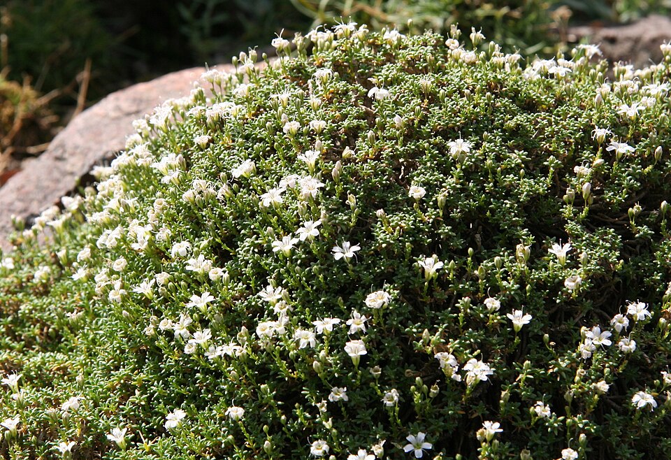 Fayl:Gypsophila aretioides 01.jpg