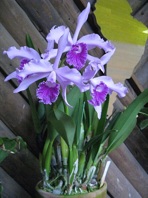 Fayl:Laelia lobata1.jpg