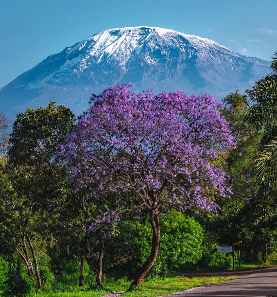 Fayl:Mt Kilimanjaro view from Marangu.jpg
