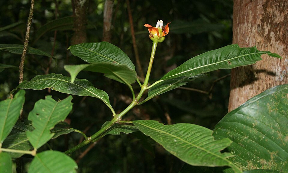 Fayl:Psychotria elata 1.jpg