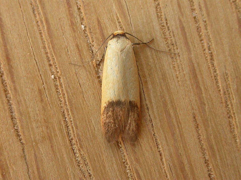 Fayl:Tachystola stenoptera.jpg
