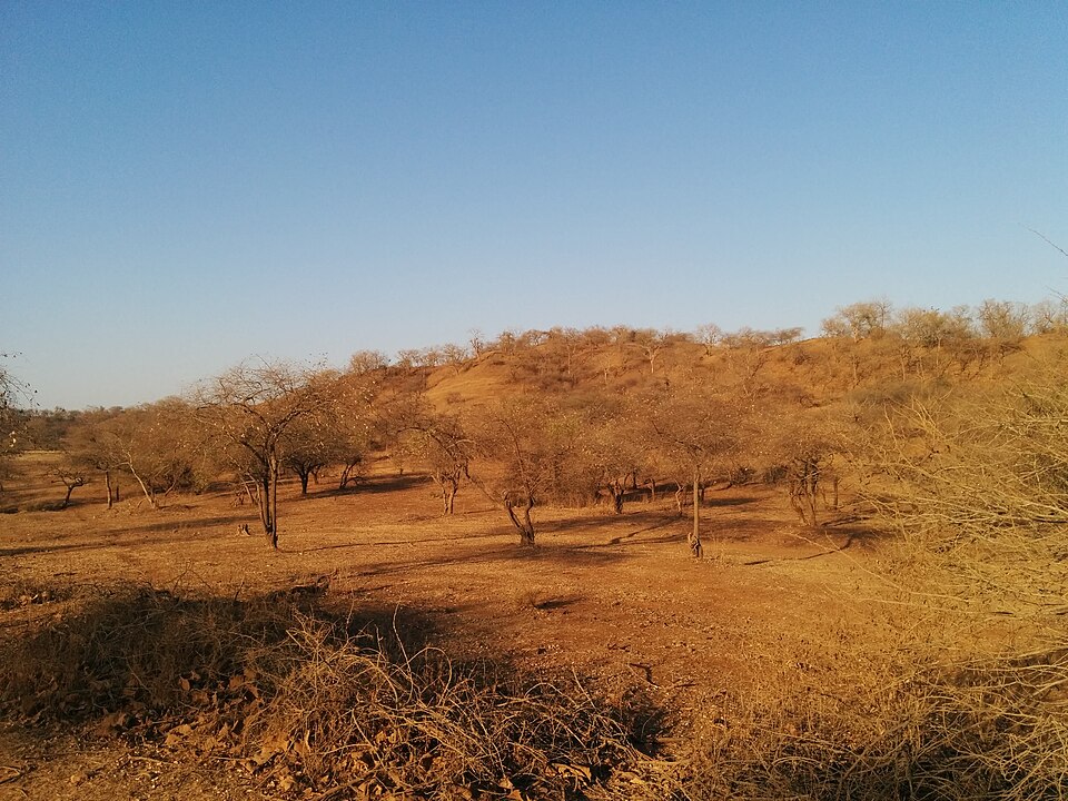Fayl:The Gir forest.jpg