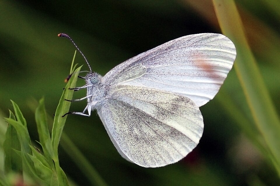 Fayl:Wood white (Leptidea sinapis) P.jpg