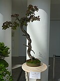 Skumpiya