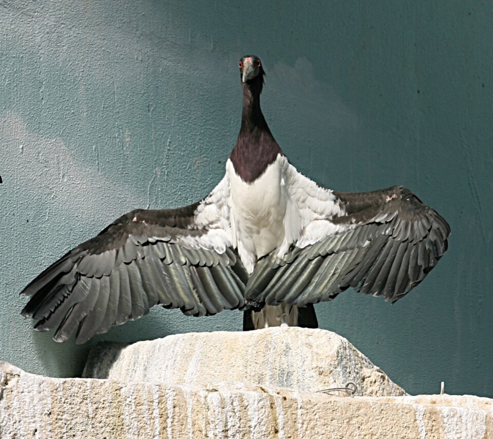 Fayl:Abdim's Stork.jpg