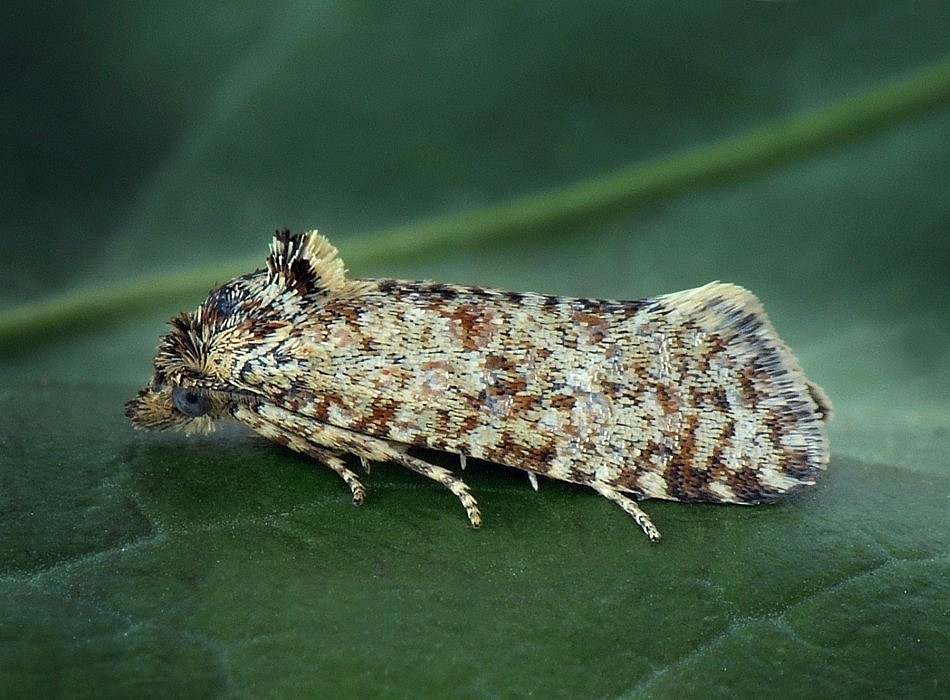 Fayl:Aethes margarotana.jpg