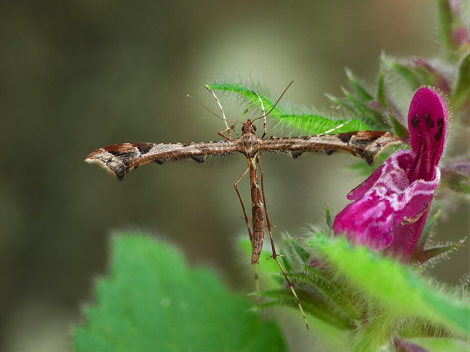 Fayl:Amblyptilia acanthadactyla (7928702622).jpg