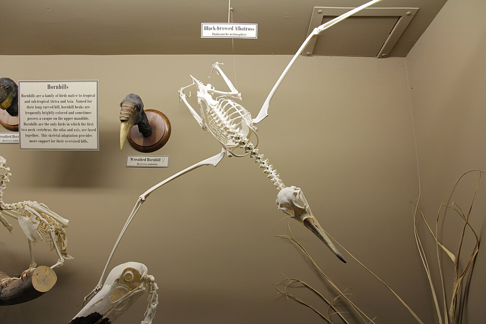 Fayl:Black-browed Albatross skeleton.jpg