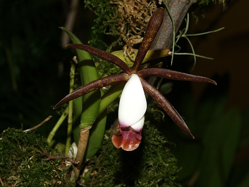 Fayl:Cattleyella araguaiensis Orchi 033.jpg