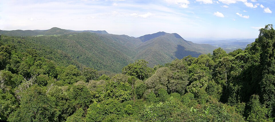Fayl:Dorrigo NP.jpg
