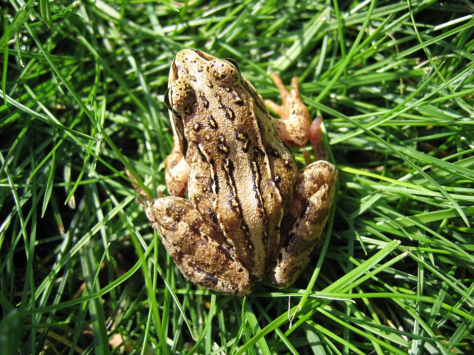 Fayl:Frosch 2.jpg