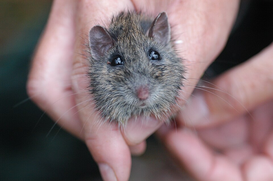 Fayl:Hastings River Mouse.jpg
