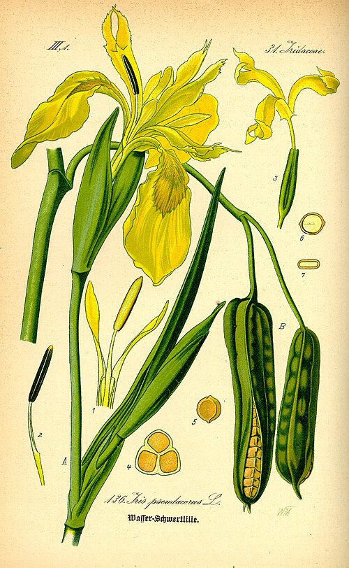 Fayl:Illustration Iris pseudacorus0.jpg