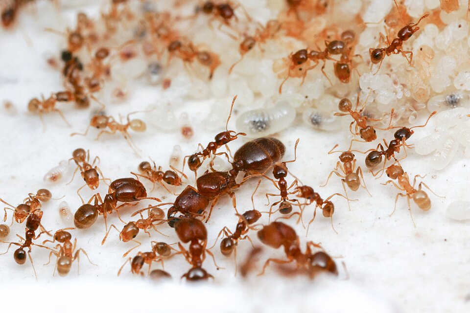 Fayl:Pheidole2.jpg